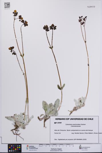 Calceolaria arachnoidea [Espécimen: UCH:EIF:0017777]
