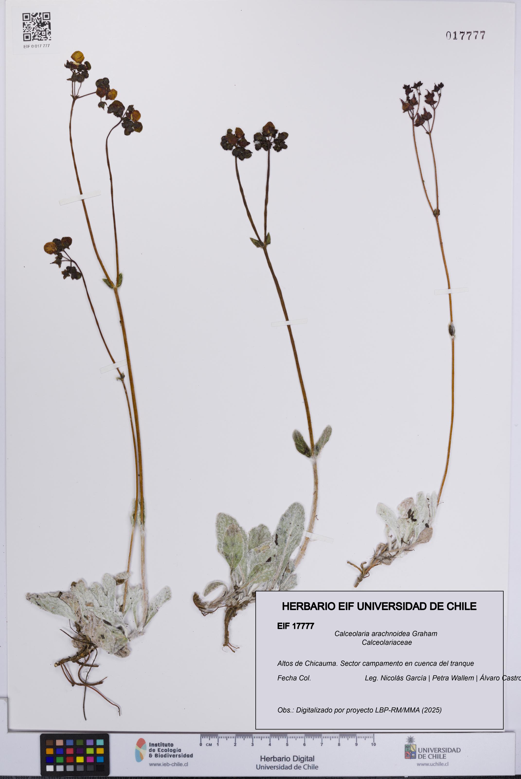 Calceolaria arachnoidea [Espécimen: UCH:EIF:0017777]
