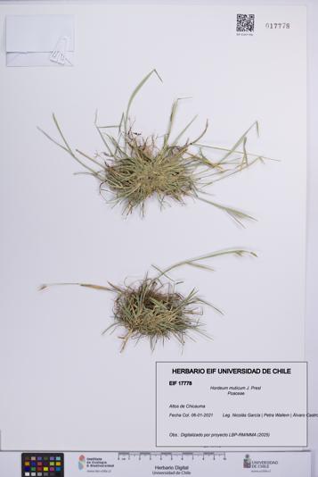 Hordeum muticum [Espécimen: UCH:EIF:0017778]
