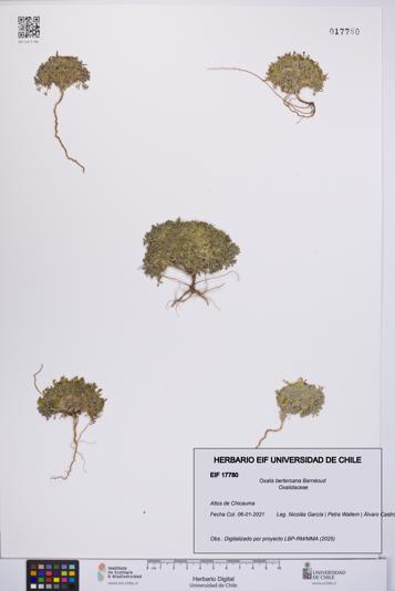 Oxalis berteroana [Espécimen: UCH:EIF:0017780]