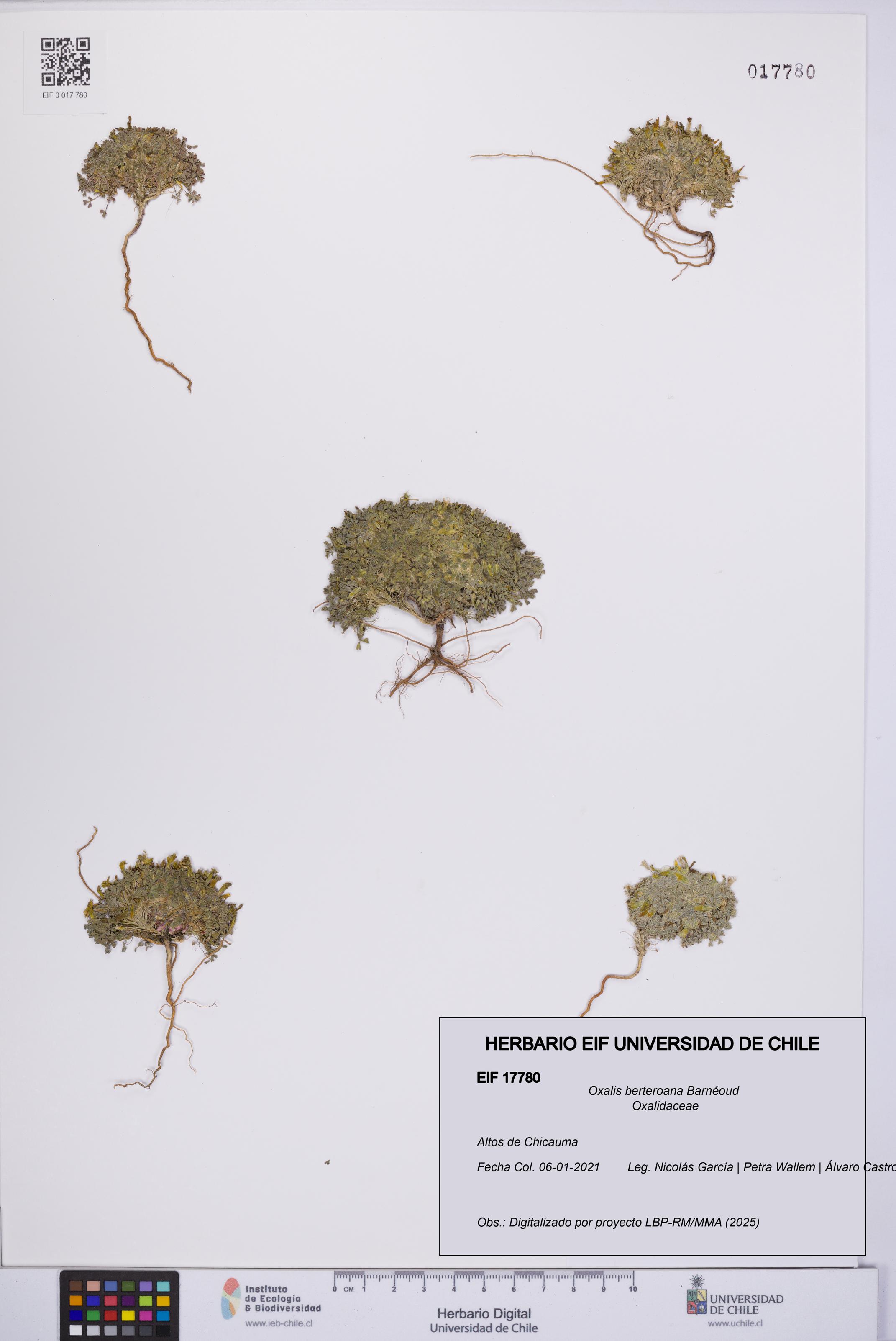 Oxalis berteroana [Espécimen: UCH:EIF:0017780]