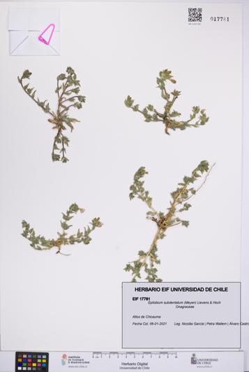 Epilobium subdentatum [Espécimen: UCH:EIF:0017781]
