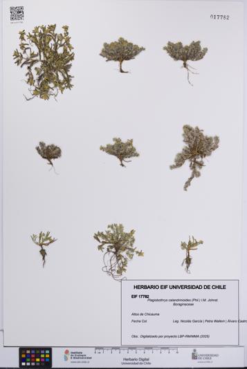 Plagiobothrys calandrinioides [Espécimen: UCH:EIF:0017782]