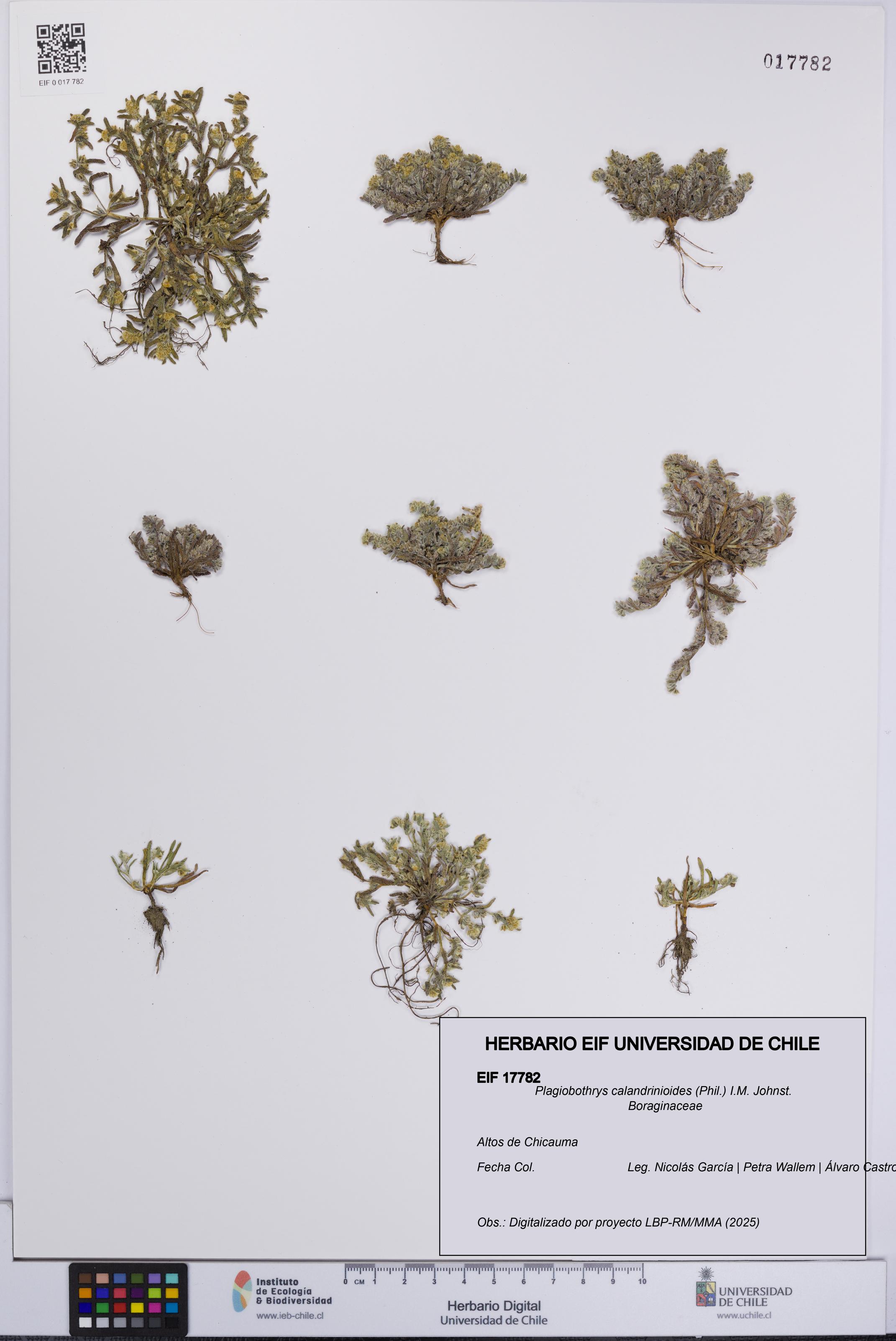 Plagiobothrys calandrinioides [Espécimen: UCH:EIF:0017782]