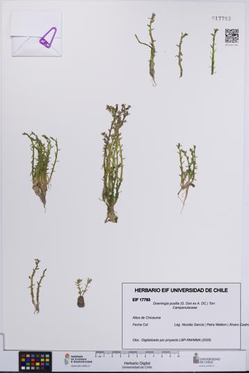 Downingia pusilla [Espécimen: UCH:EIF:0017783]