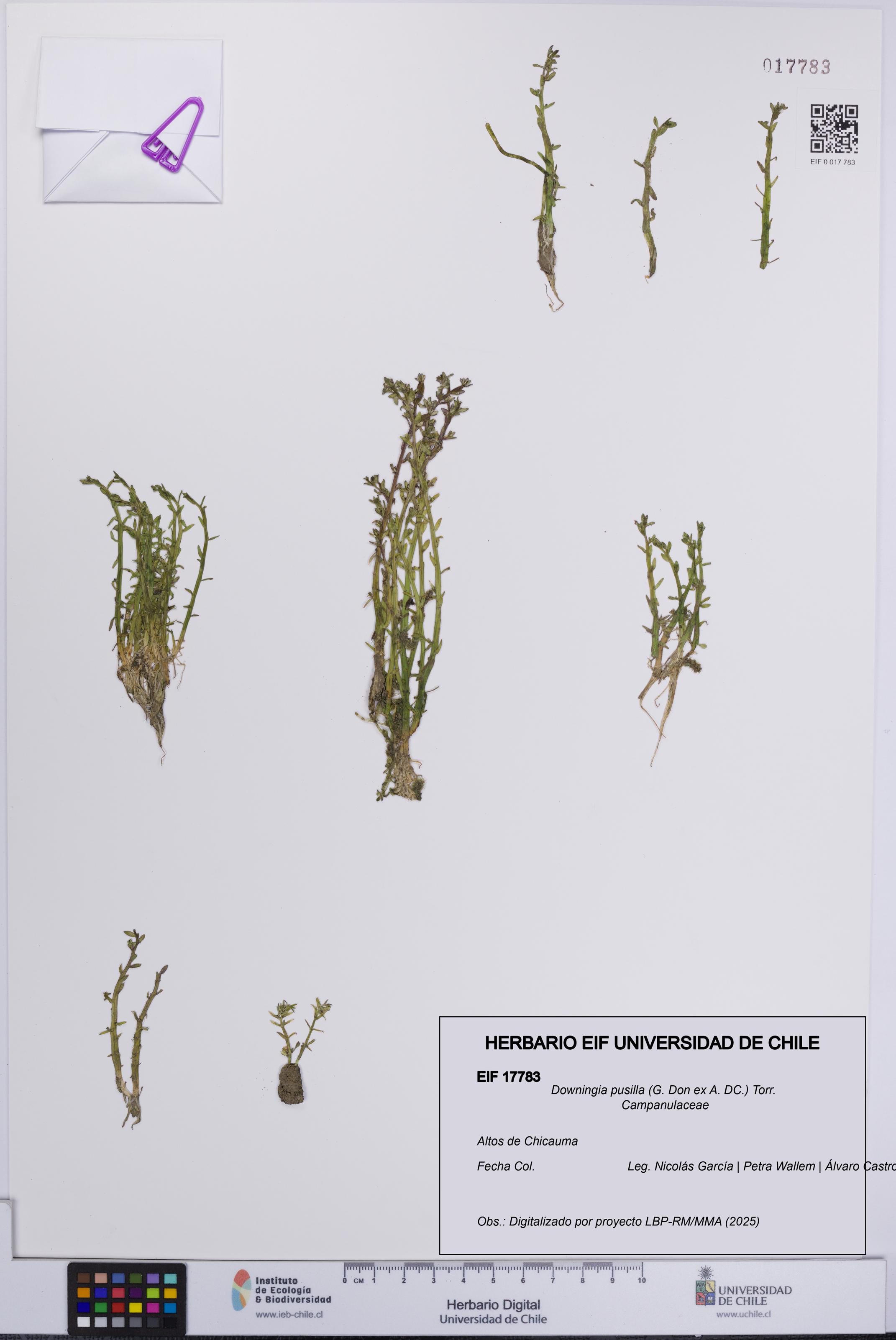 Downingia pusilla [Espécimen: UCH:EIF:0017783]