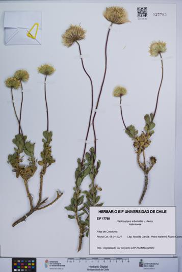 Haplopappus arbutoides [Espécimen: UCH:EIF:0017785]