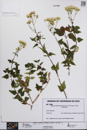 Ageratina glechonophylla [Espécimen: UCH:EIF:0017788]