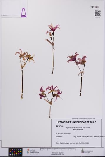 Phycella davidii [Espécimen: UCH:EIF:0017818]