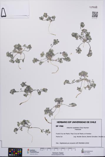 Adesmia capitellata [Espécimen: UCH:EIF:0017832]