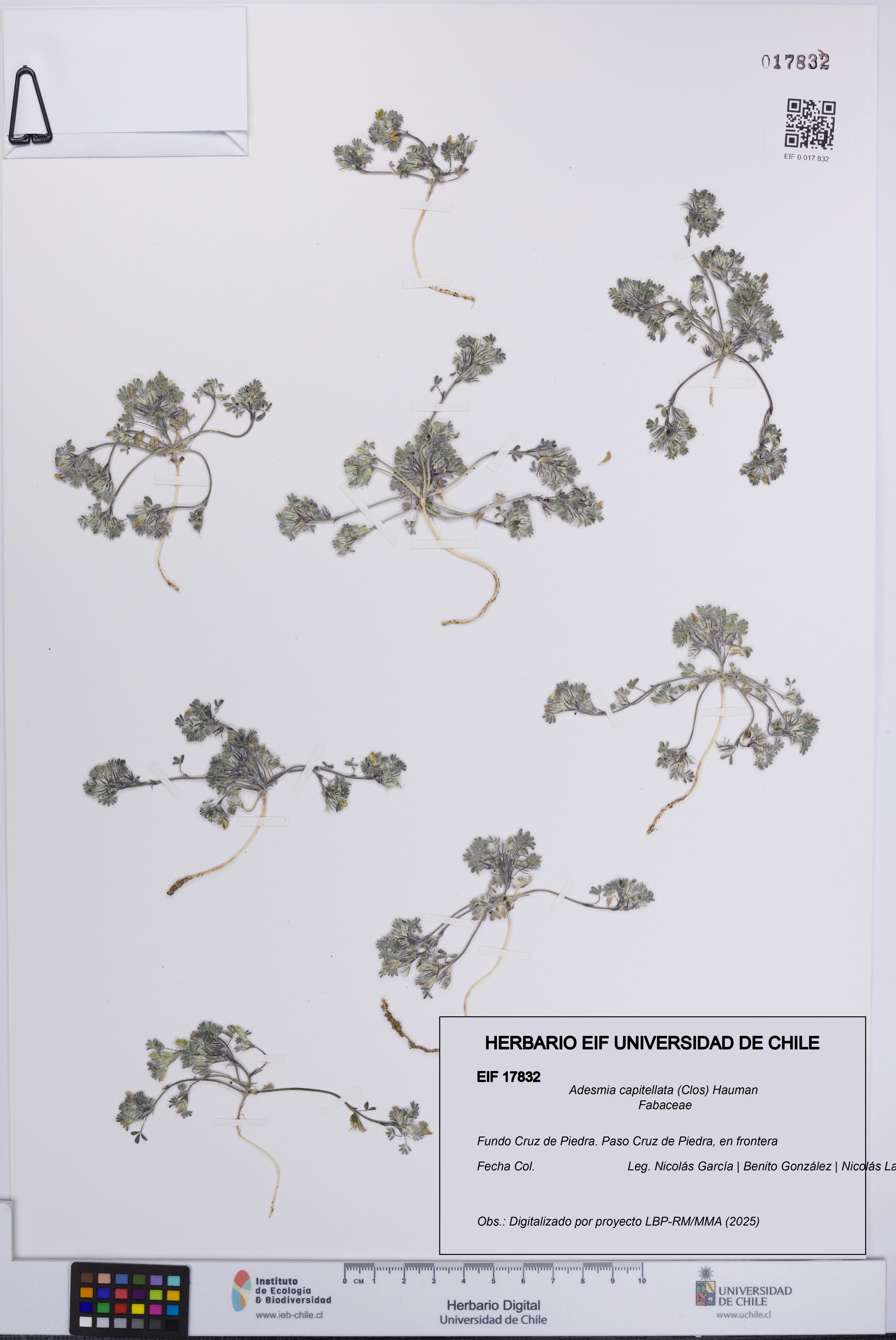 Adesmia capitellata [Espécimen: UCH:EIF:0017832]