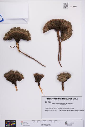 Oxalis erythrorhiza [Espécimen: UCH:EIF:0017833]