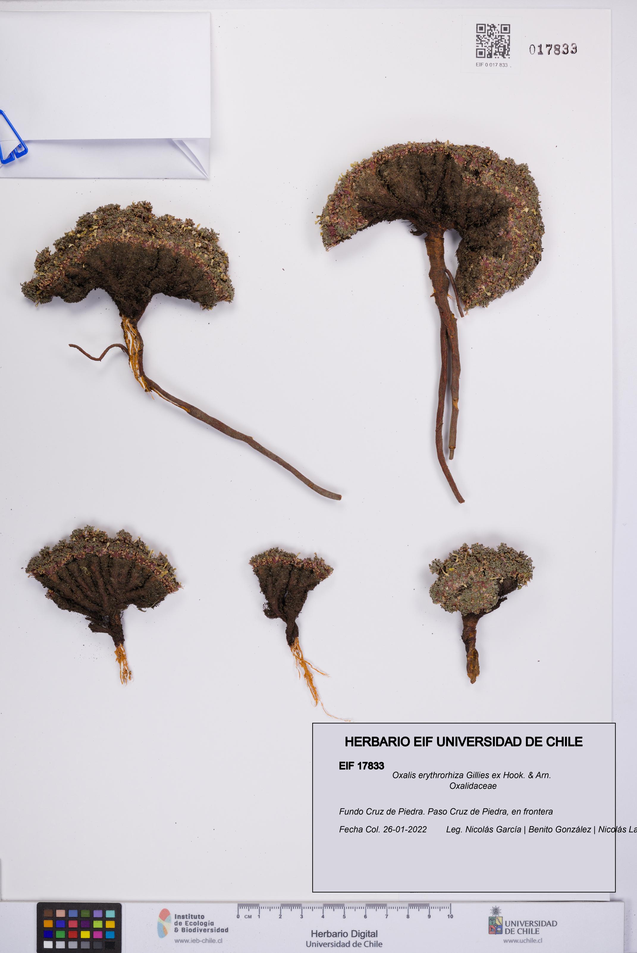 Oxalis erythrorhiza [Espécimen: UCH:EIF:0017833]