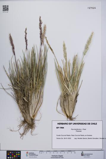 Poa holciformis [Espécimen: UCH:EIF:0017834]