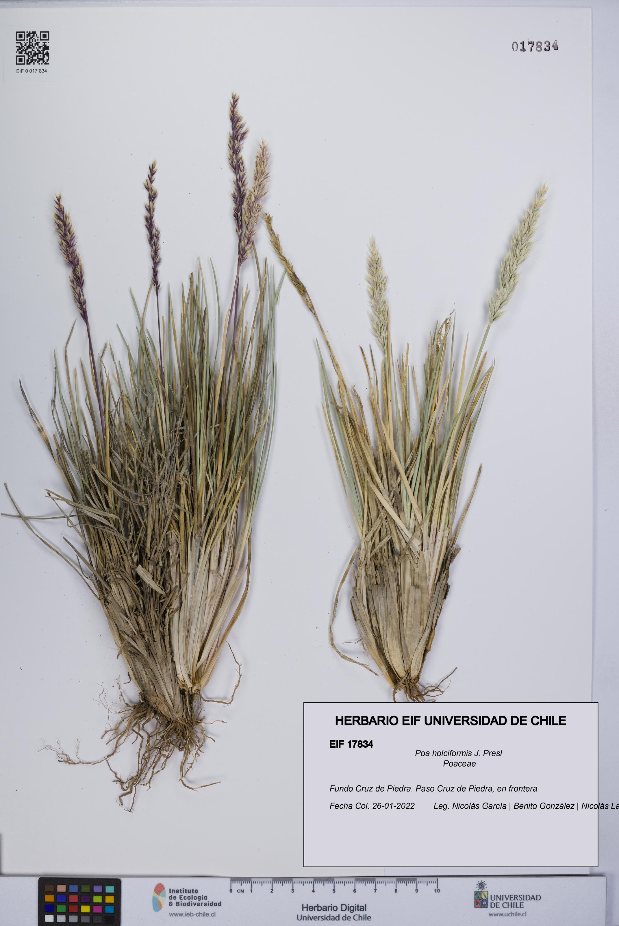 Poa holciformis [Espécimen: UCH:EIF:0017834]