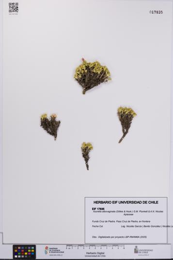 Azorella albovaginata [Espécimen: UCH:EIF:0017835]