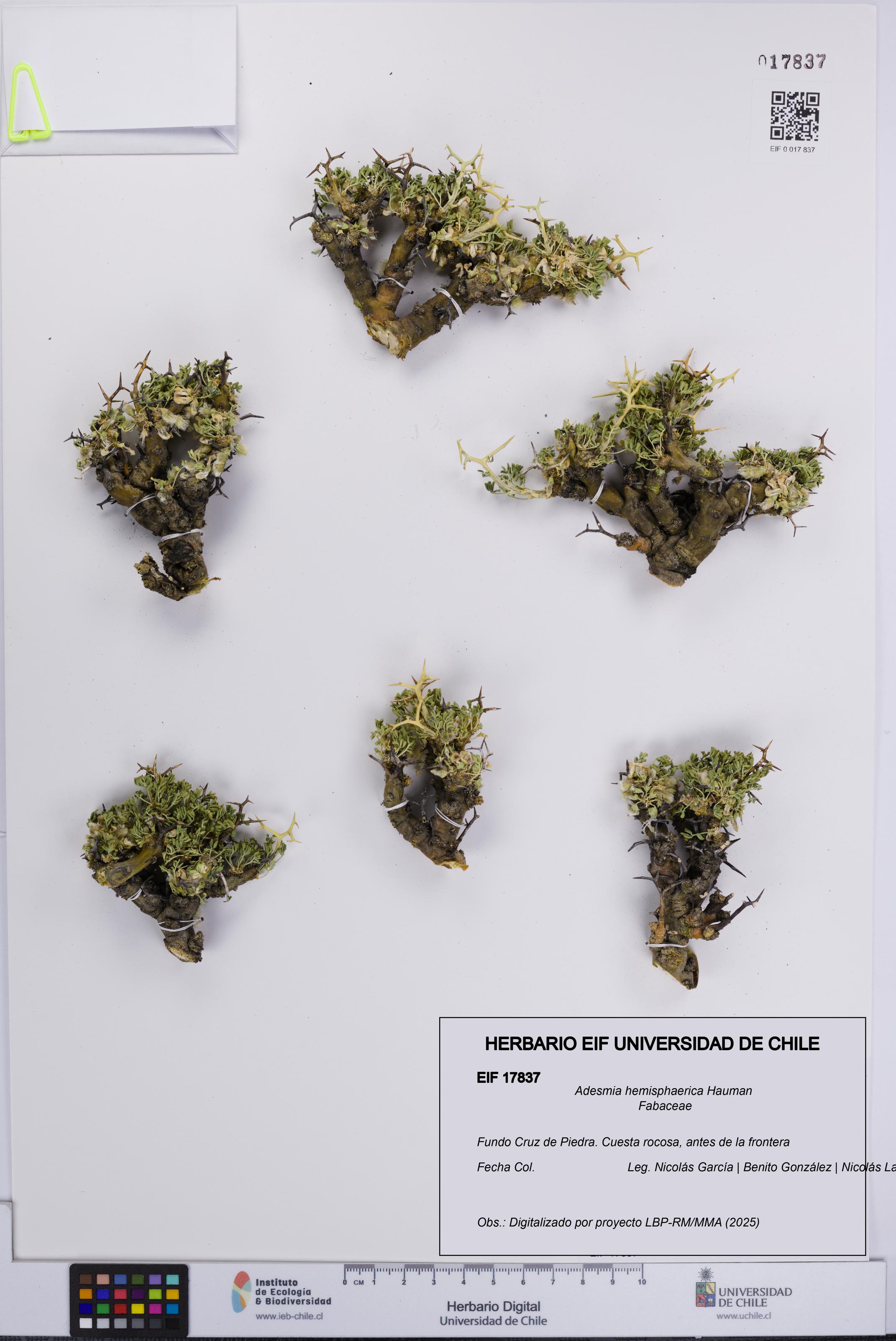 Adesmia hemisphaerica [Espécimen: UCH:EIF:0017837]