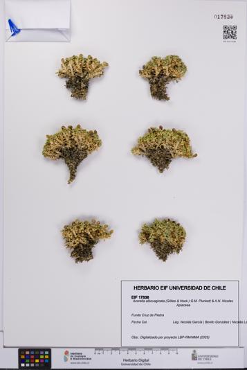 Azorella albovaginata [Espécimen: UCH:EIF:0017838]
