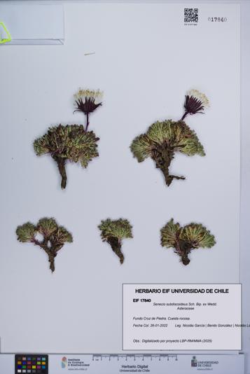 Senecio subdiscoideus [Espécimen: UCH:EIF:0017840]