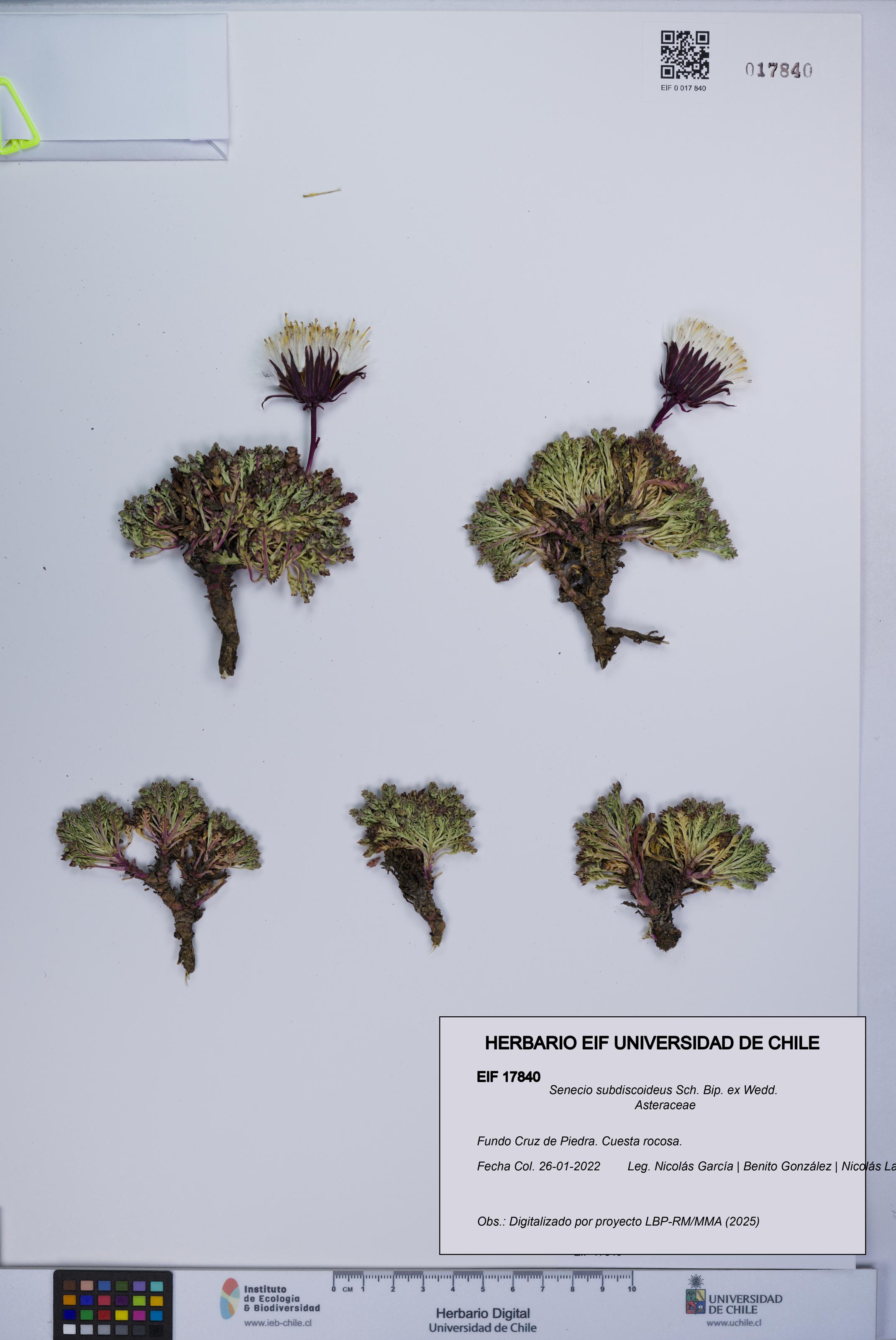 Senecio subdiscoideus [Espécimen: UCH:EIF:0017840]