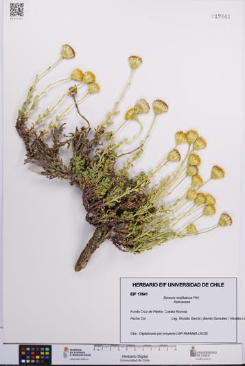 Senecio renjifoanus [Espécimen: UCH:EIF:0017841]