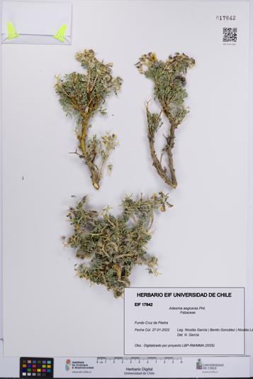 Adesmia aegiceras [Espécimen: UCH:EIF:0017842]