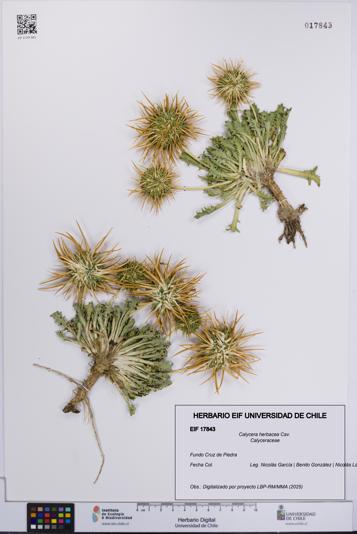 Calycera herbacea [Espécimen: UCH:EIF:0017843]