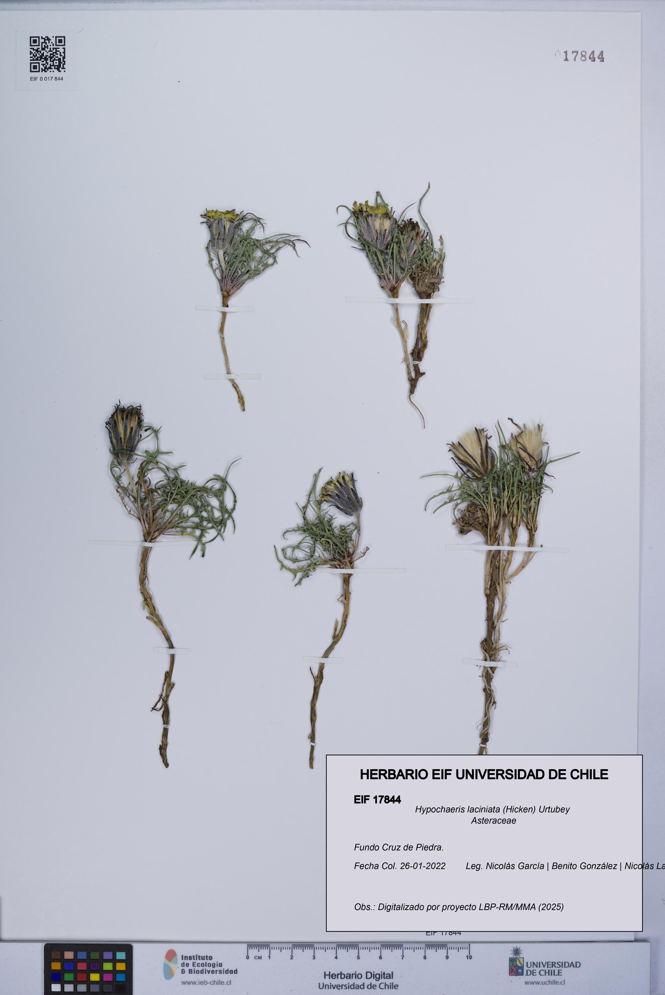 Hypochaeris laciniata [Espécimen: UCH:EIF:0017844]