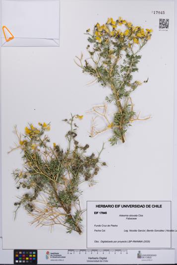Adesmia obovata [Espécimen: UCH:EIF:0017845]