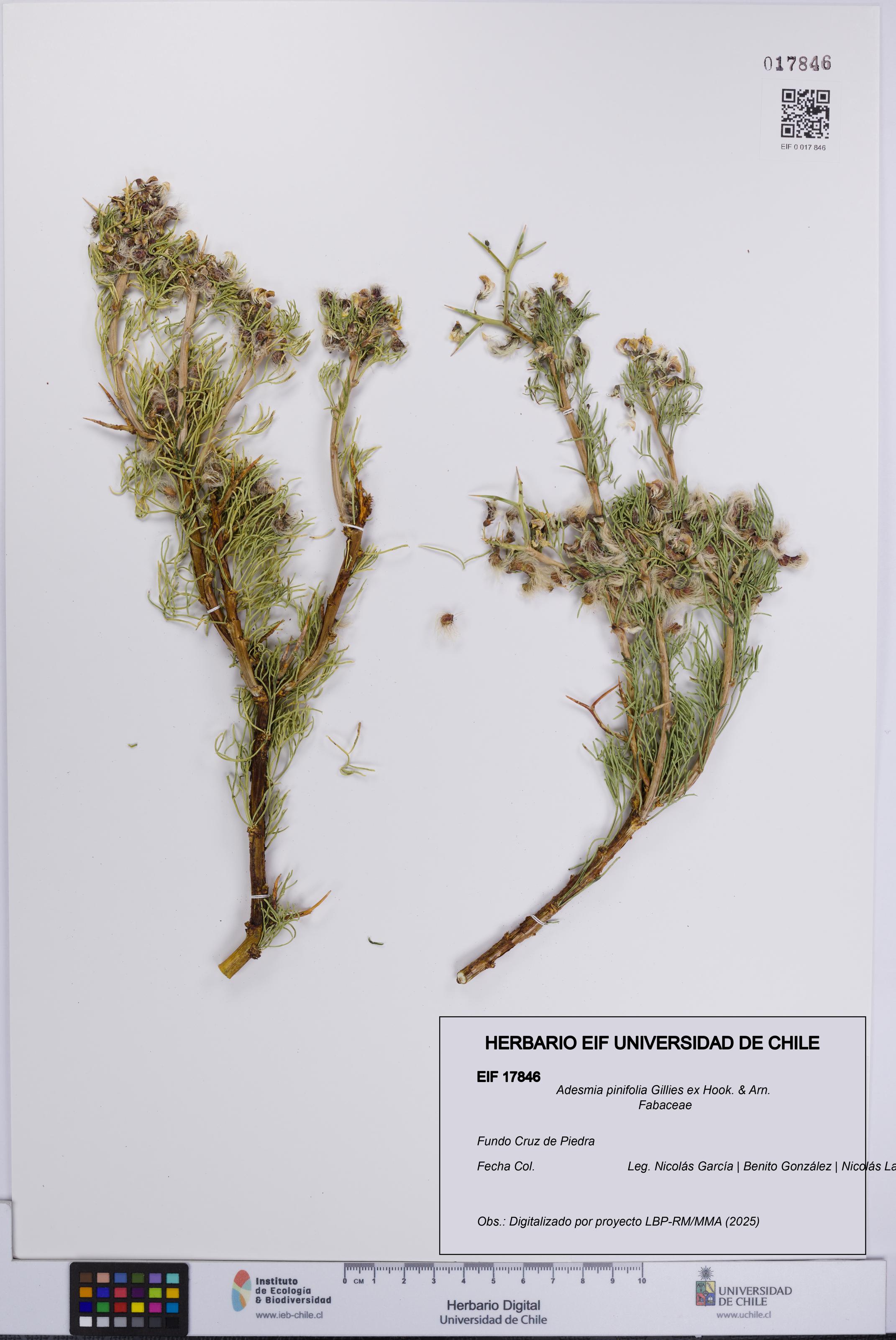 Adesmia pinifolia [Espécimen: UCH:EIF:0017846]