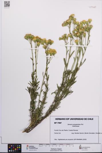 Senecio polygaloides [Espécimen: UCH:EIF:0017847]