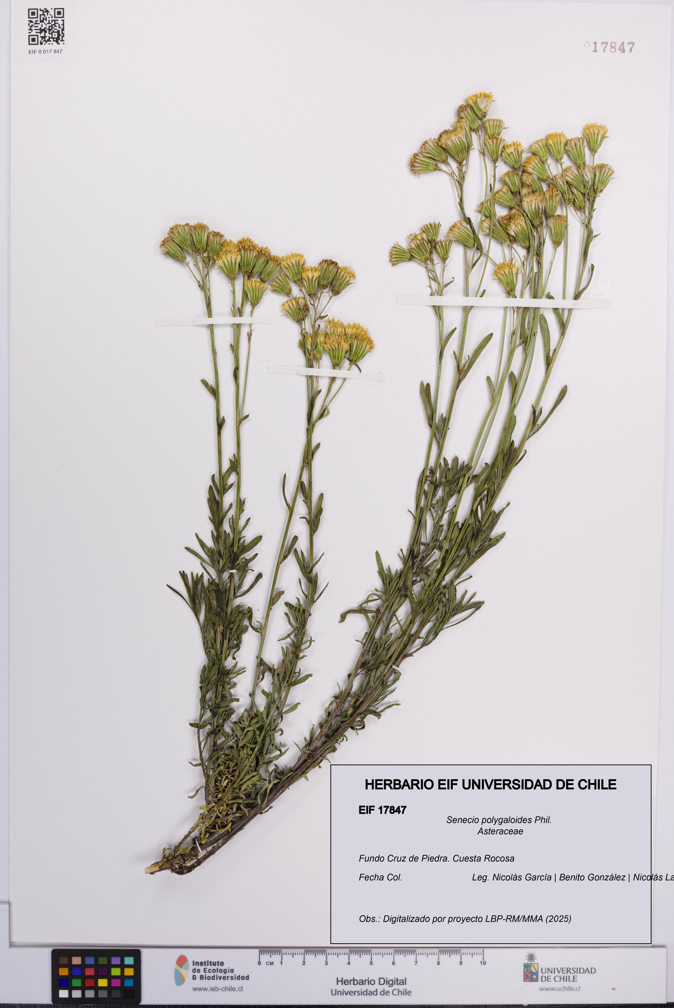 Senecio polygaloides [Espécimen: UCH:EIF:0017847]