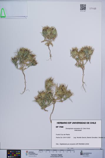 Doniophyton anomalum [Espécimen: UCH:EIF:0017848]