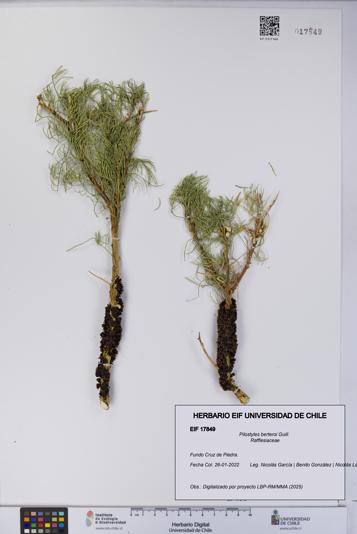 Pilostyles berteroi [Espécimen: UCH:EIF:0017849]