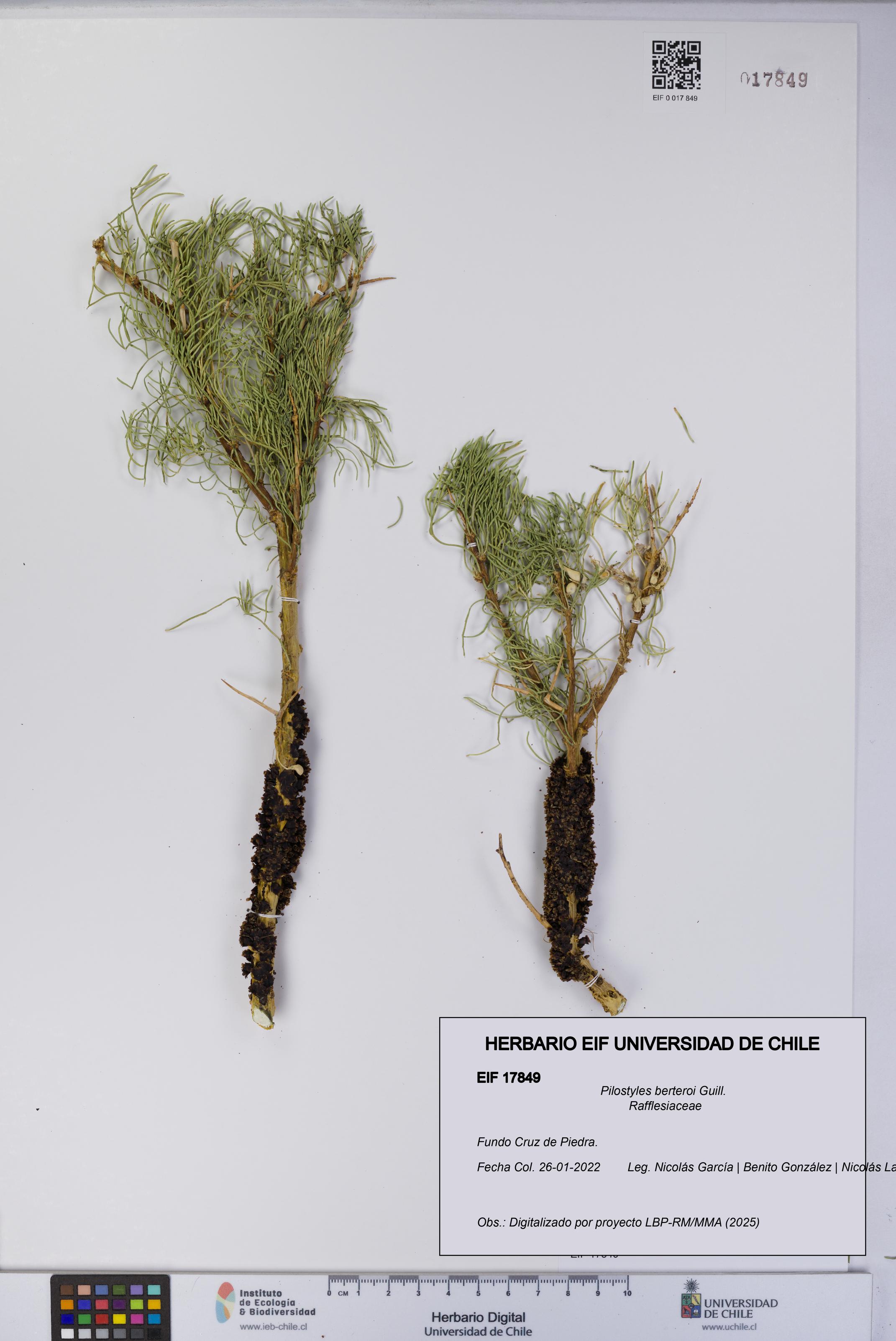 Pilostyles berteroi [Espécimen: UCH:EIF:0017849]