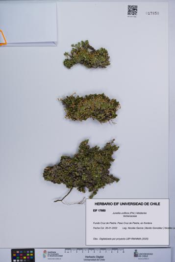 Junellia uniflora [Espécimen: UCH:EIF:0017850]