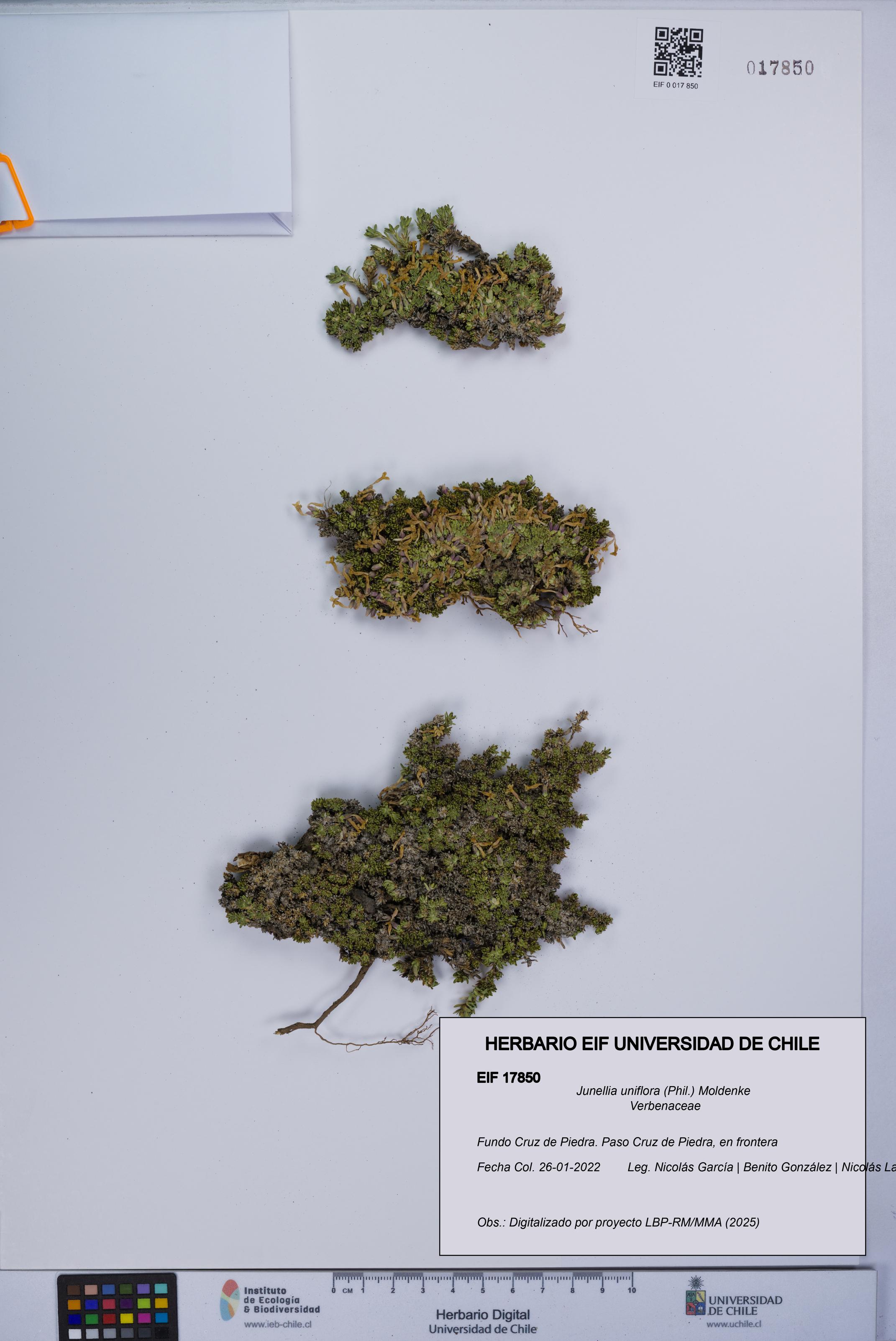 Junellia uniflora [Espécimen: UCH:EIF:0017850]