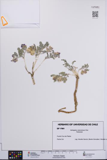 Astragalus vesiculosus [Espécimen: UCH:EIF:0017851]
