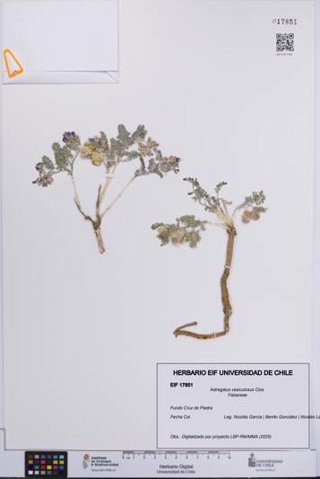 Astragalus vesiculosus [Espécimen: UCH:EIF:0017851]