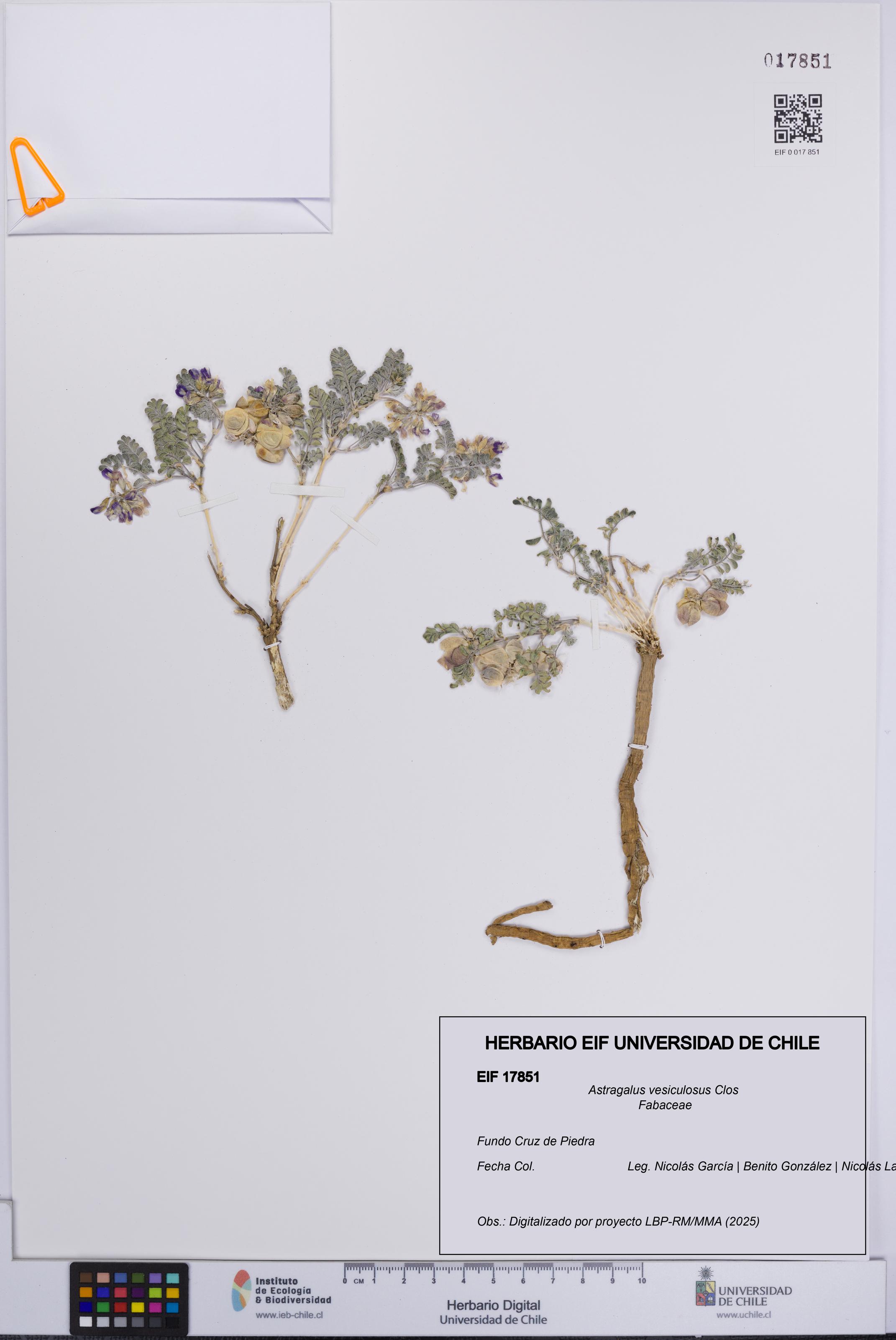 Astragalus vesiculosus [Espécimen: UCH:EIF:0017851]