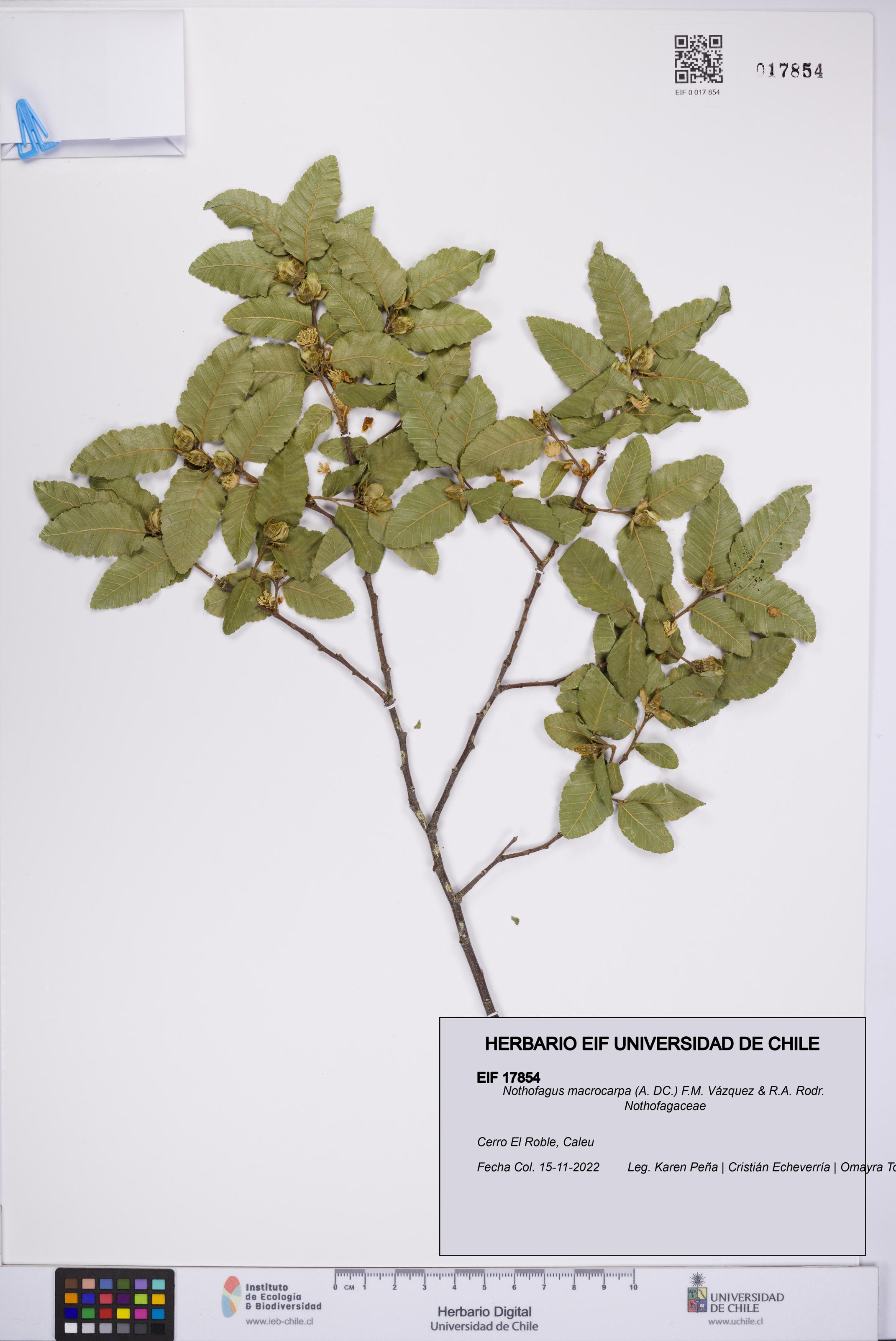 Nothofagus macrocarpa [Espécimen: UCH:EIF:0017854]