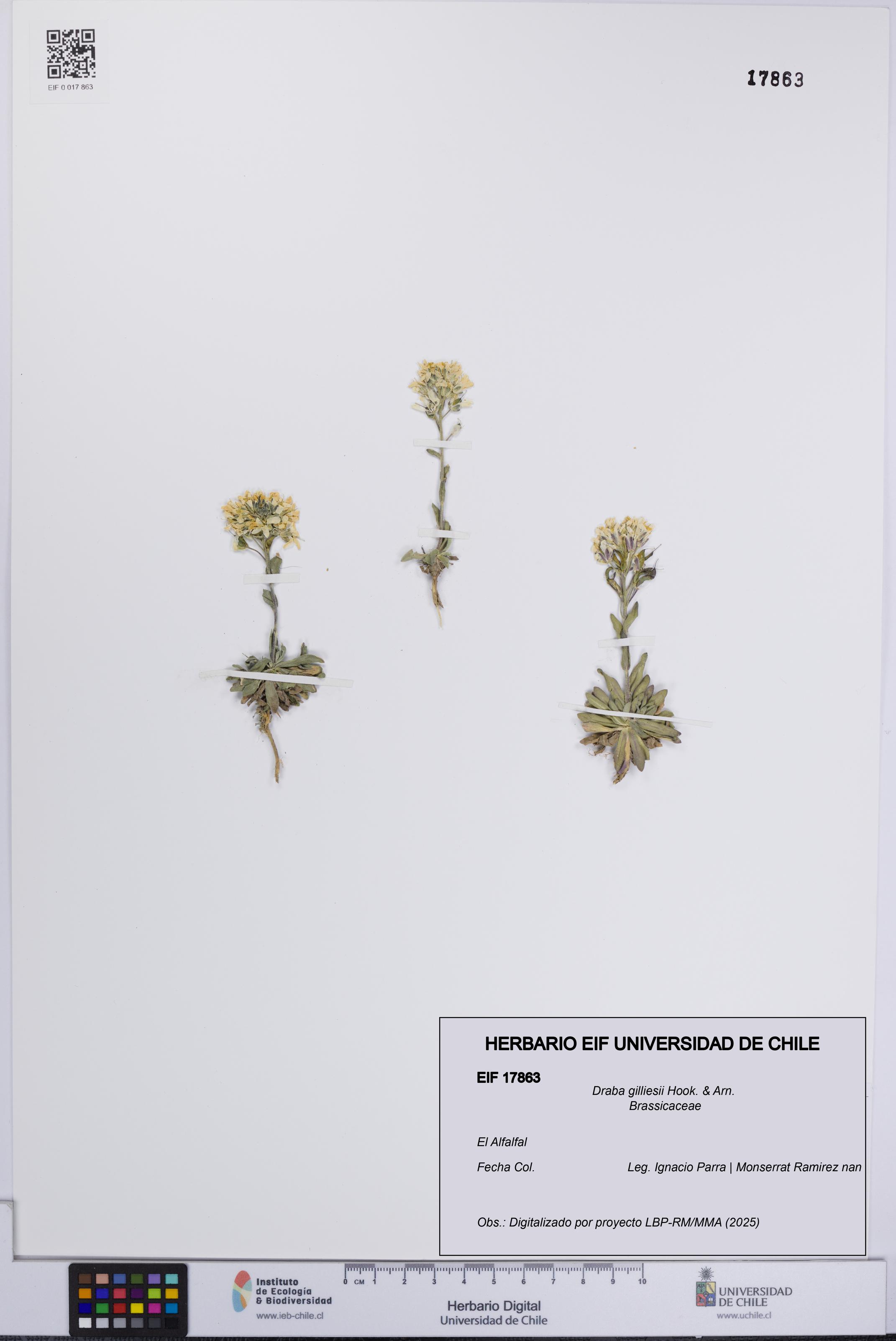 Draba gilliesii [Espécimen: UCH:EIF:0017863]