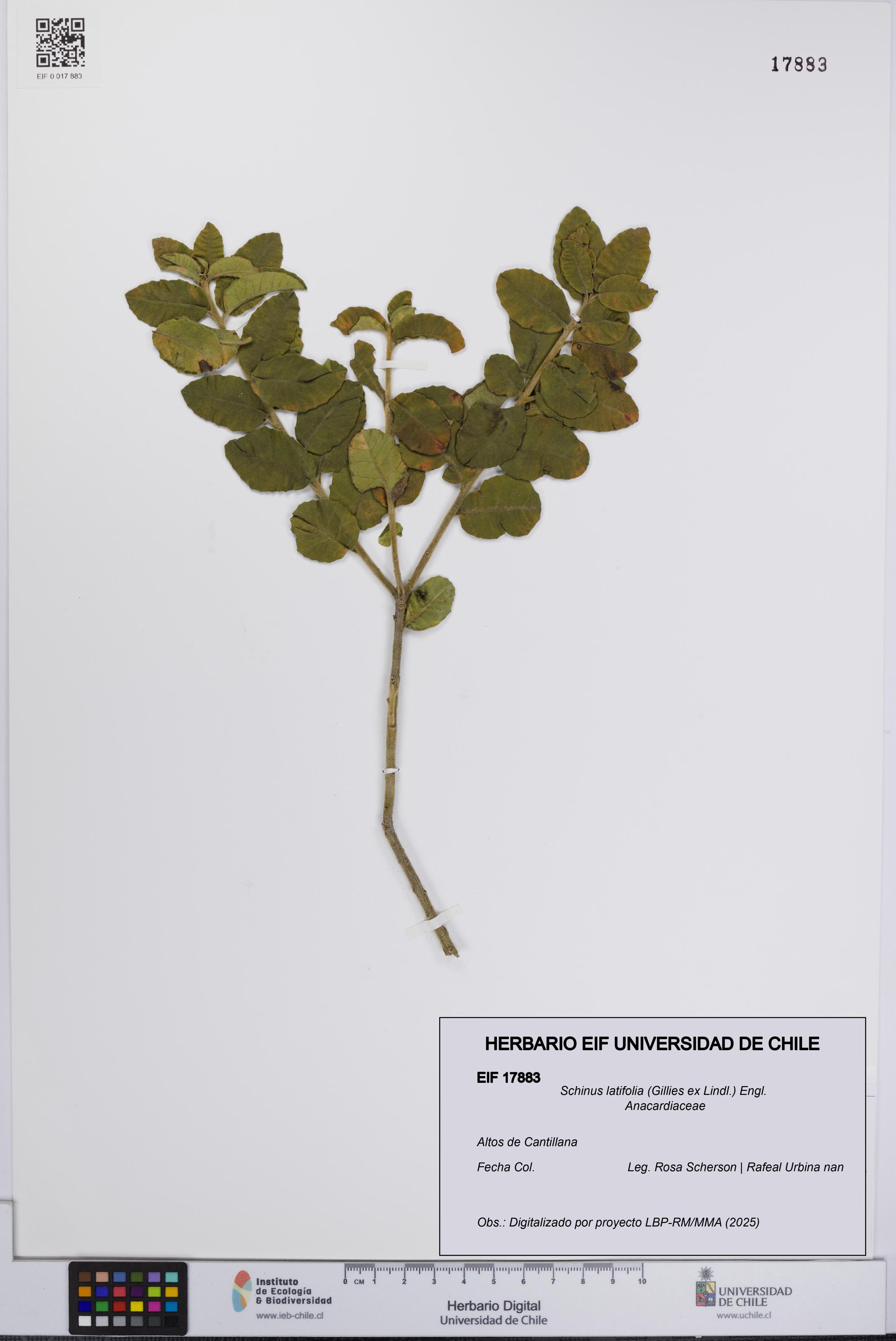 Schinus latifolia [Espécimen: UCH:EIF:0017883]
