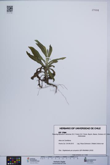 Pseudognaphalium cabrerae [Espécimen: UCH:EIF:0017884]