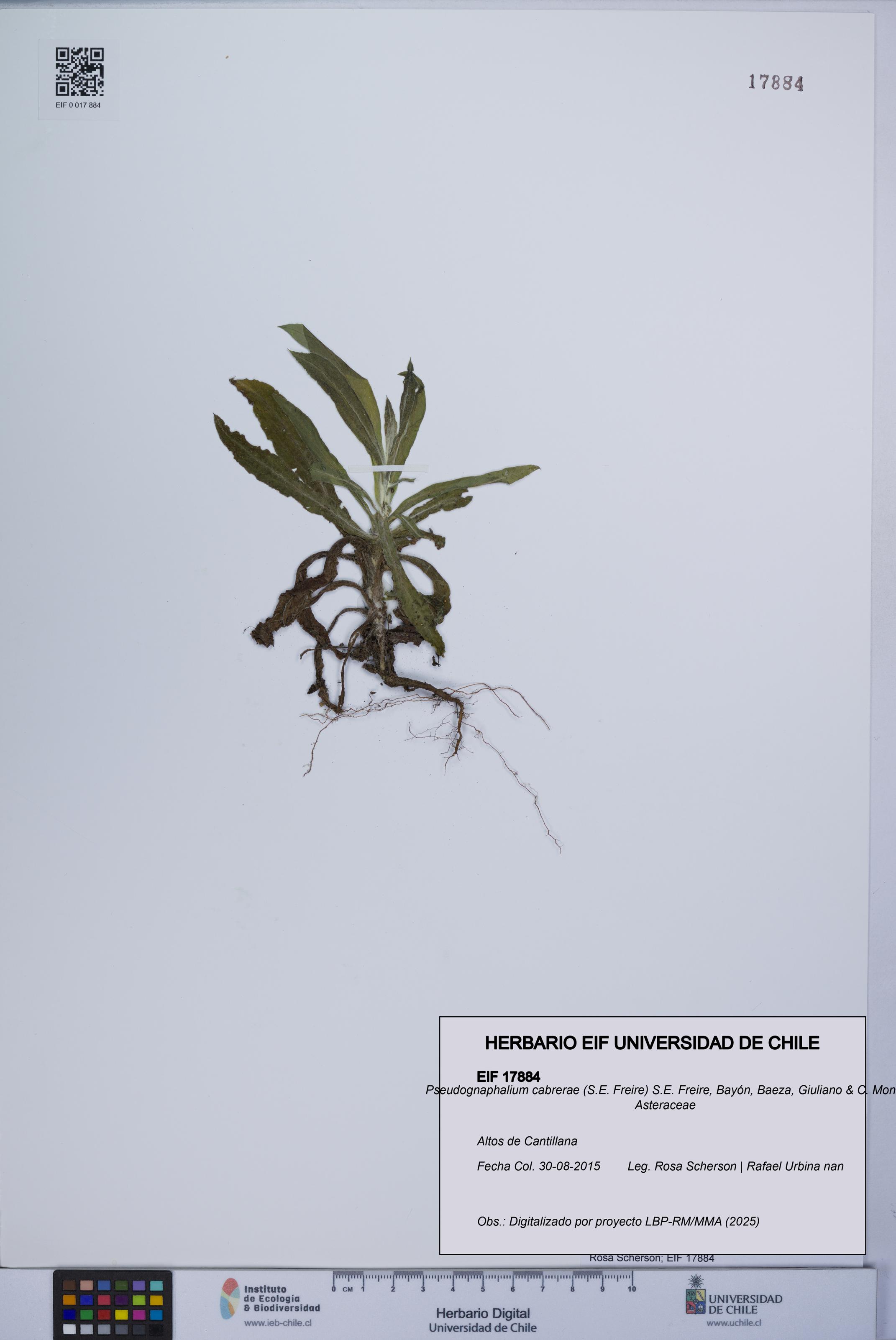 Pseudognaphalium cabrerae [Espécimen: UCH:EIF:0017884]