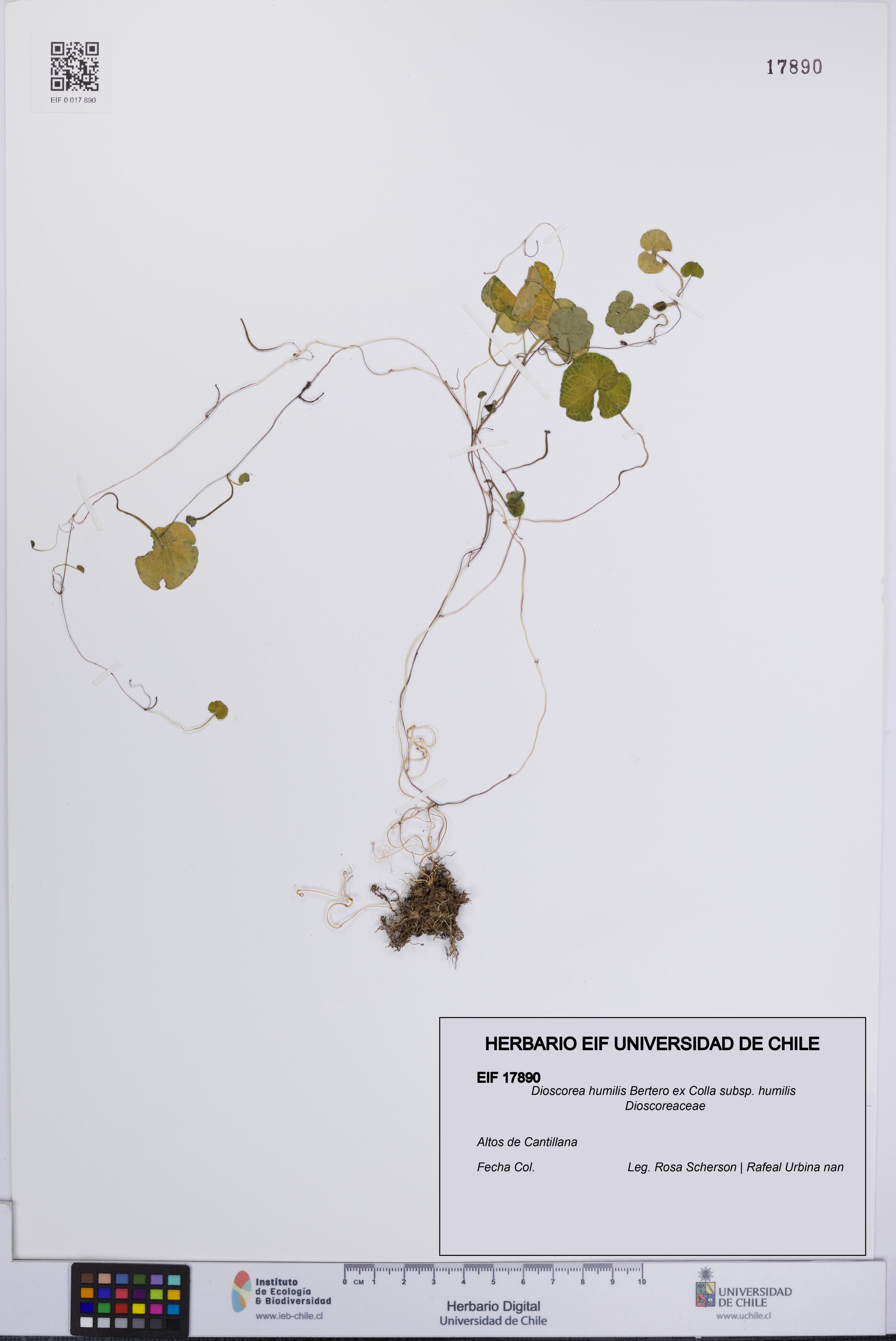 Dioscorea humilis subsp. humilis [Espécimen: UCH:EIF:0017890]