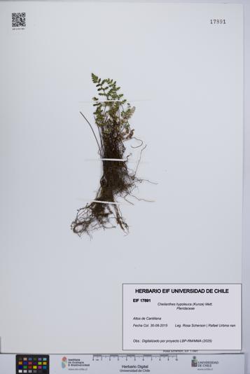 Cheilanthes hypoleuca [Espécimen: UCH:EIF:0017891]