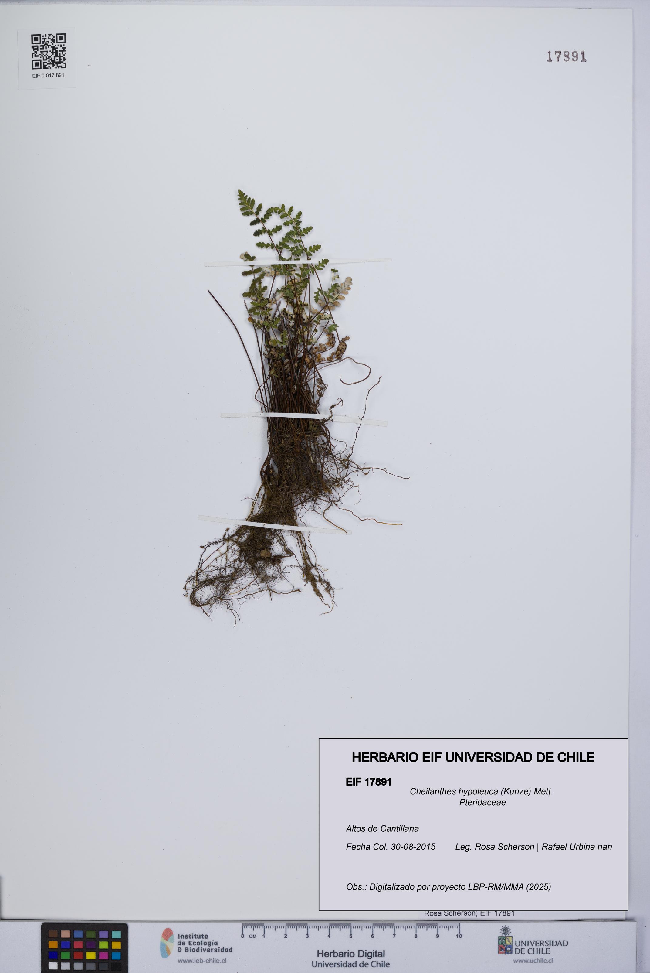 Cheilanthes hypoleuca [Espécimen: UCH:EIF:0017891]