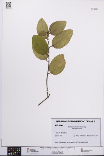 Ercilla spicata [Espécimen: UCH:EIF:0017892]