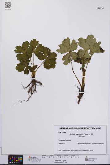 Sanicula crassicaulis [Espécimen: UCH:EIF:0017894]